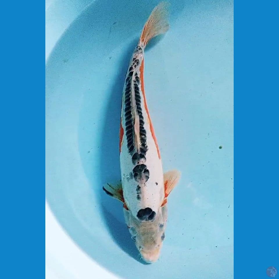 37 cm jumbo sushui