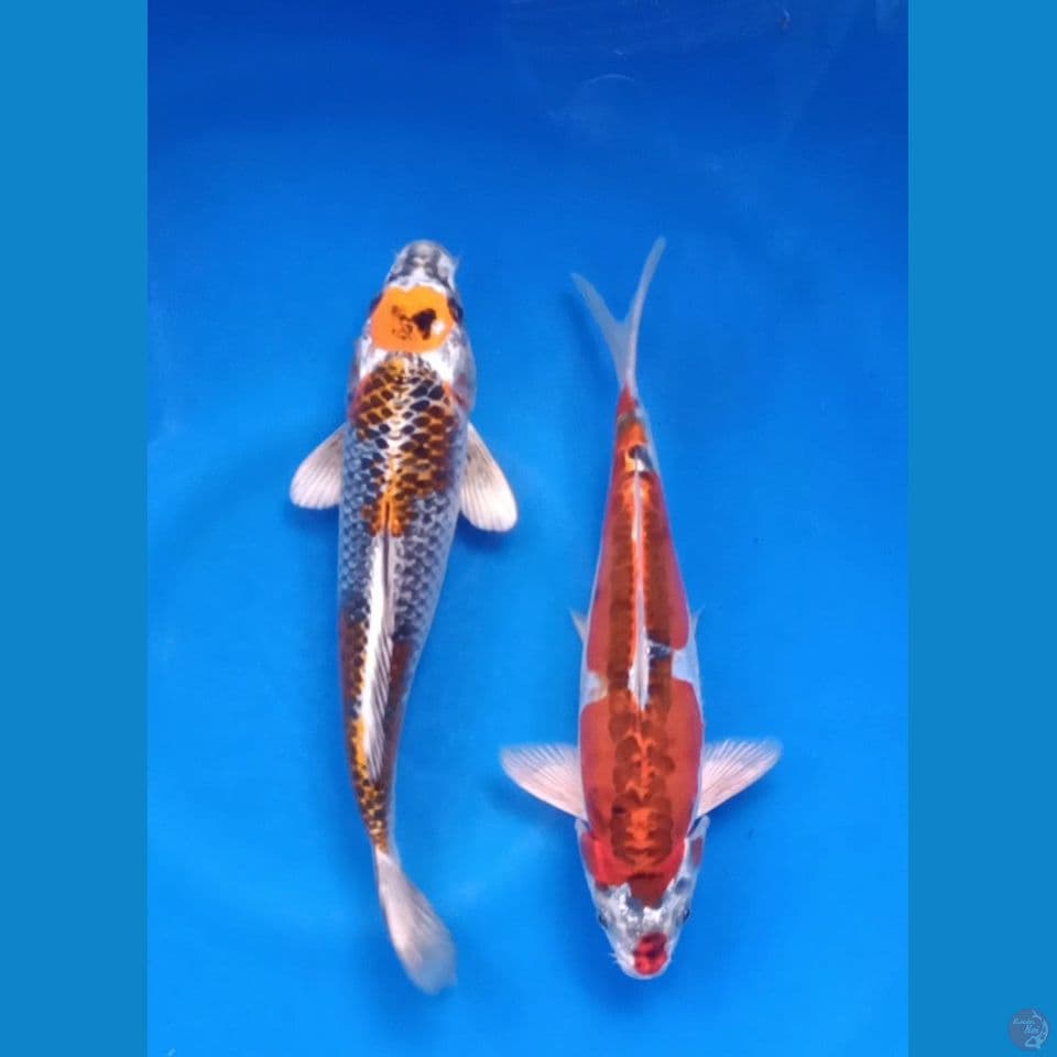 KUJAKU VS RED KUJAKU DOITSU U 25-26CM