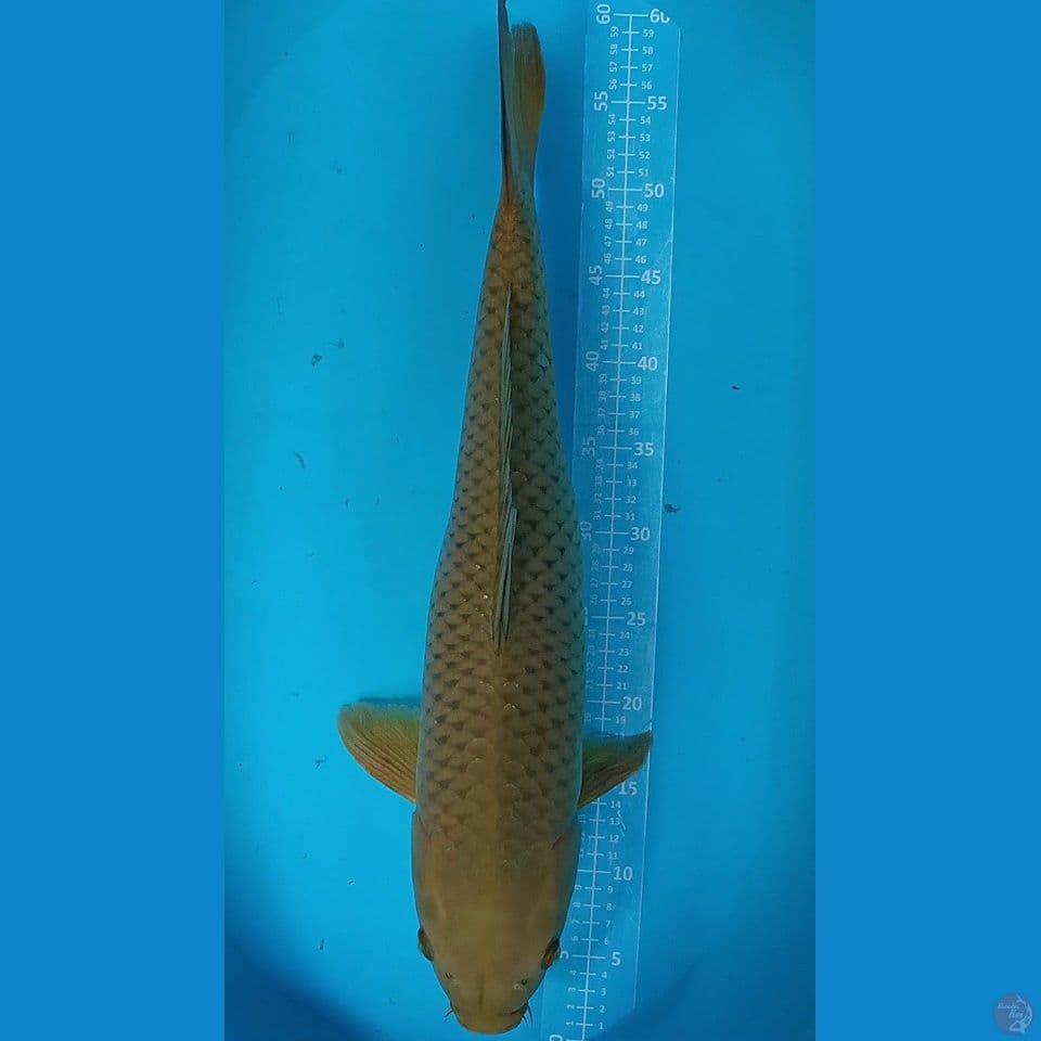 F 60CM MIDORI