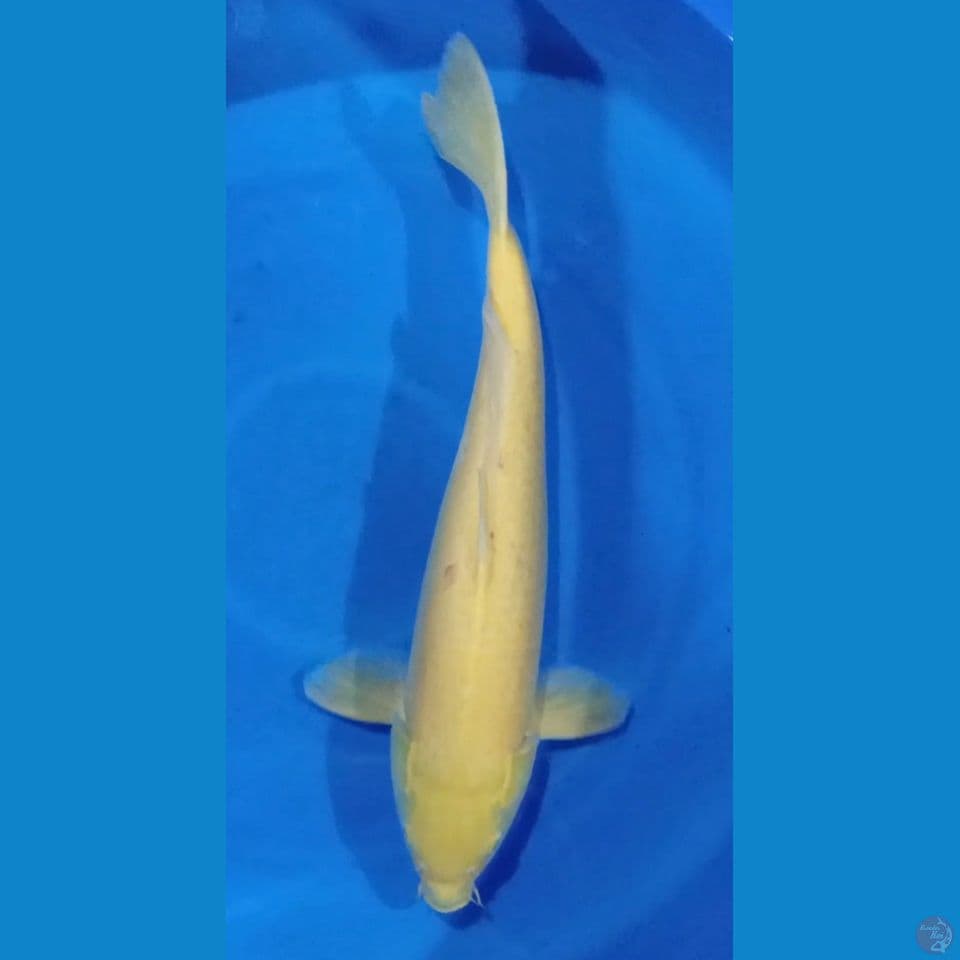 M 50CM LEMON KARASI
