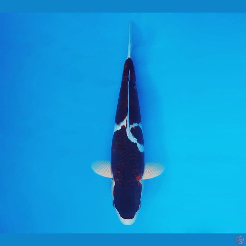 TORA 7 - Budo Goromo 32 cm/fm ®