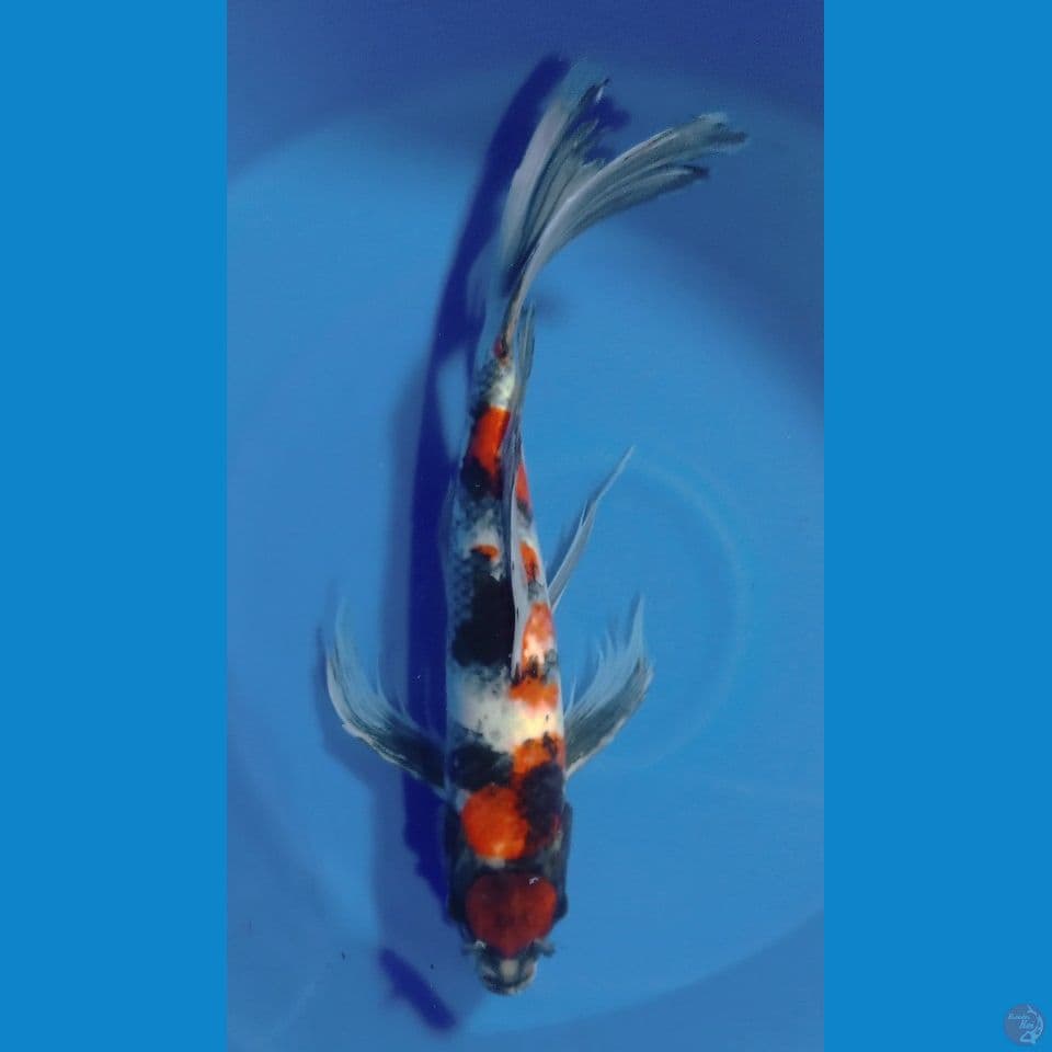 slayer jantan 52cm