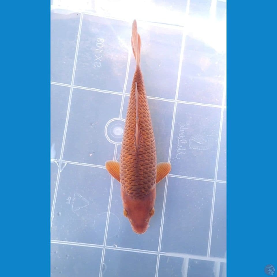CARAMEL GINRIN 21CM