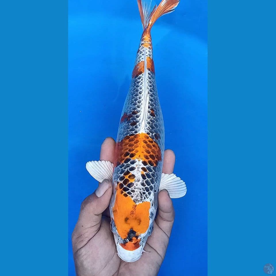 F 35CM KUJAKU