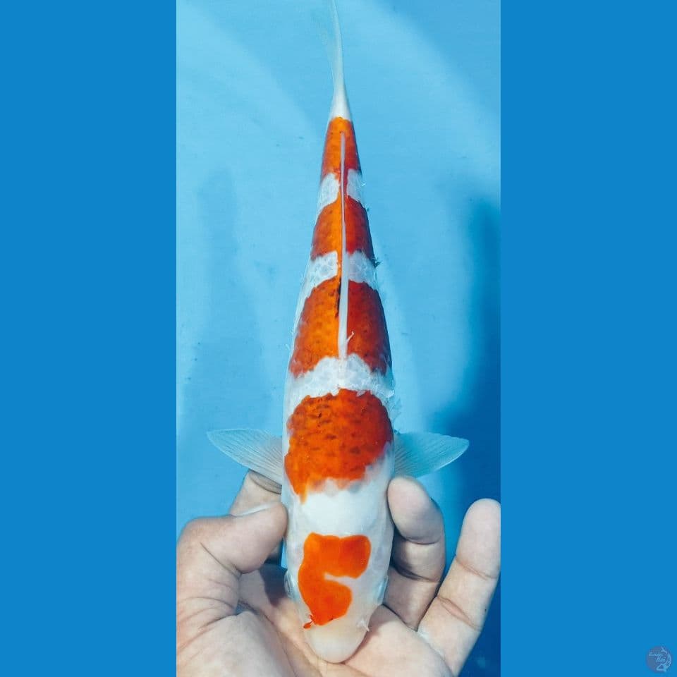 ai go 29cm