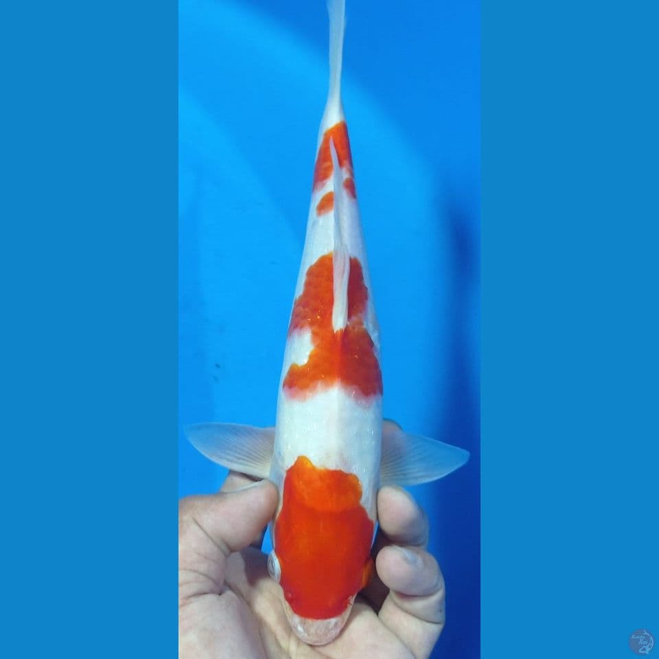 kohakuuu 29cm