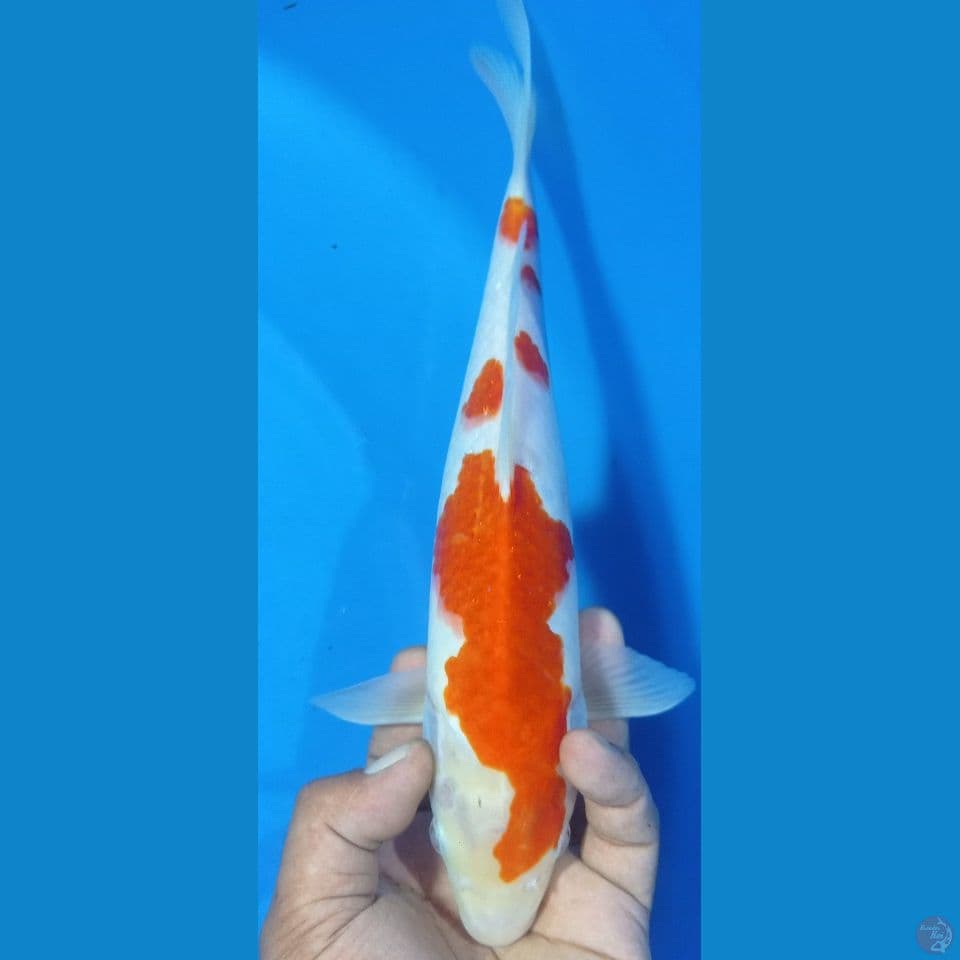 kohakuuu 30cm