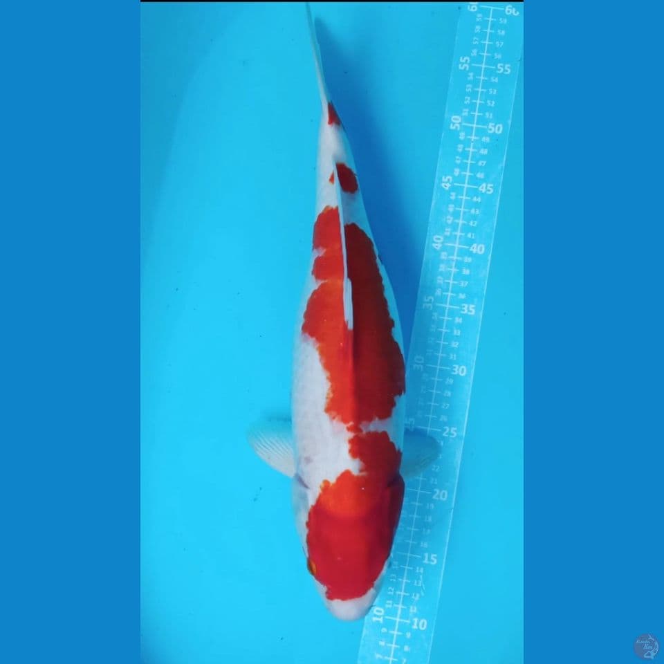 KOHAKU RED STRONG‼️ F 50CM