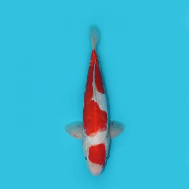 KOHAKU DOITSU 33 CM