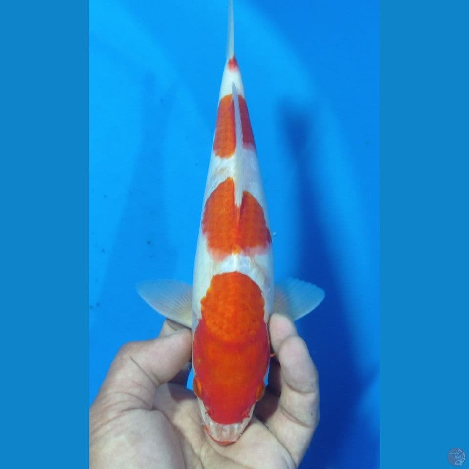 kohaku 4 steppp 28cm