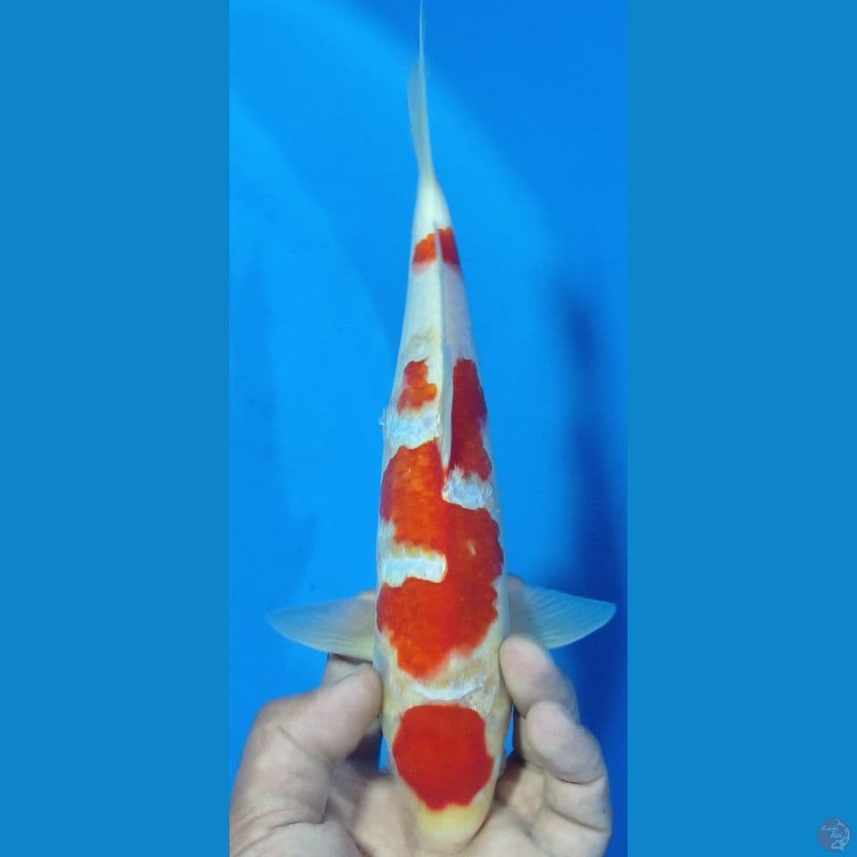 maruten 28cm