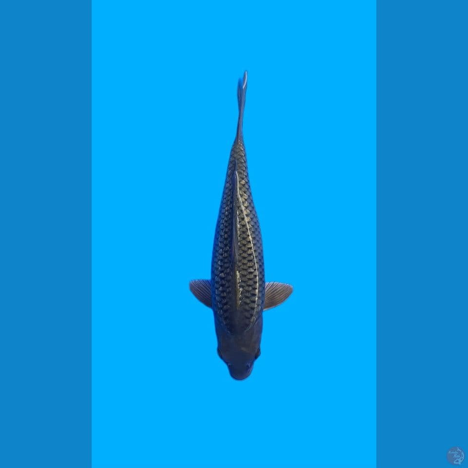 Soragoi Ginrin 45cm