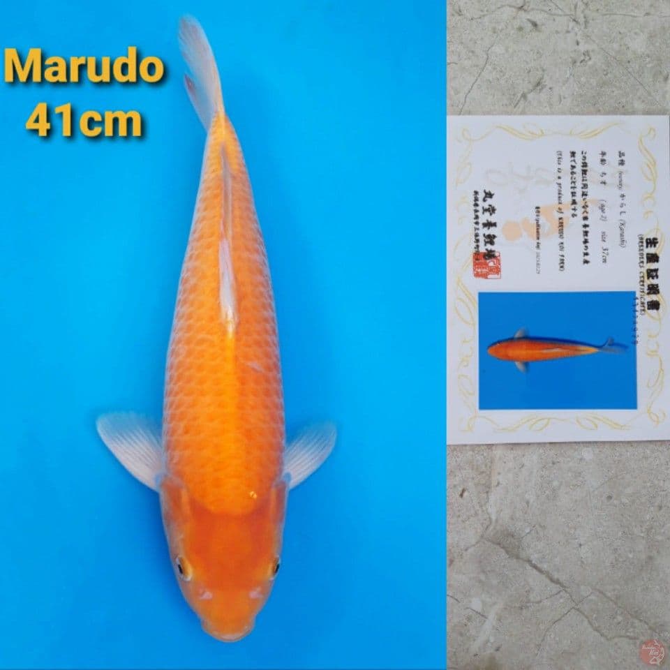 MARUDO KARASHI 40CM SERTI