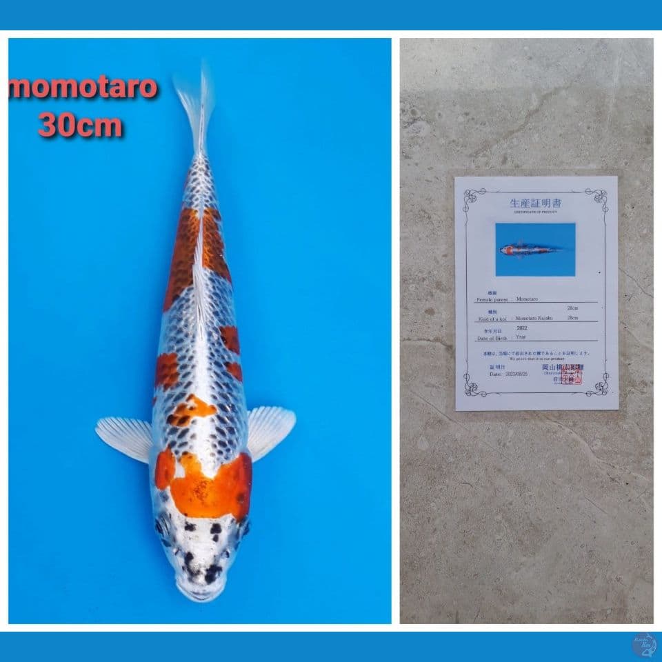 MOMOTARO KUJAKU 30CM SERTI