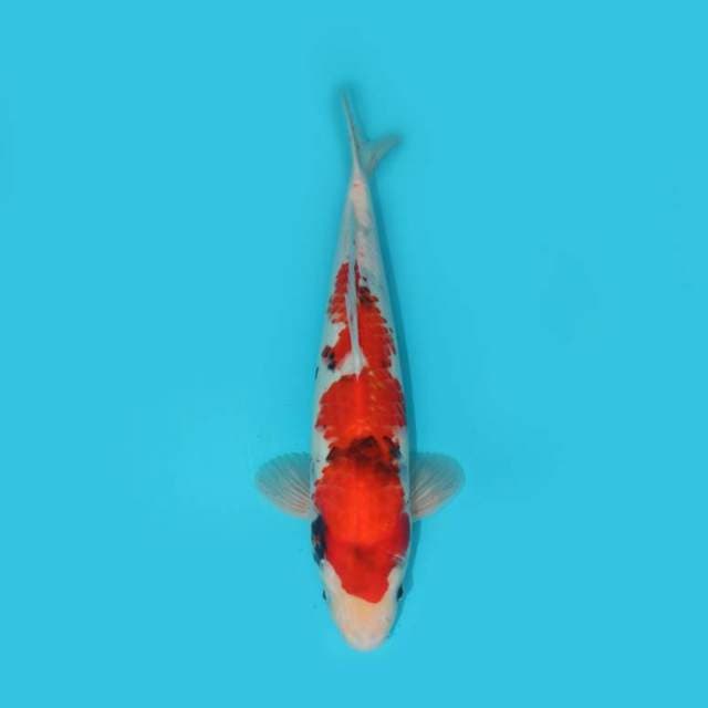 SHOWA TATEGOI 33 CM