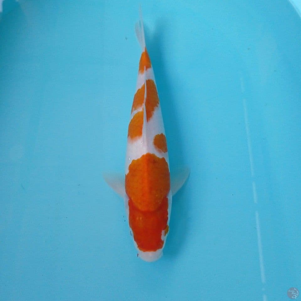 kohaku, 26 cm