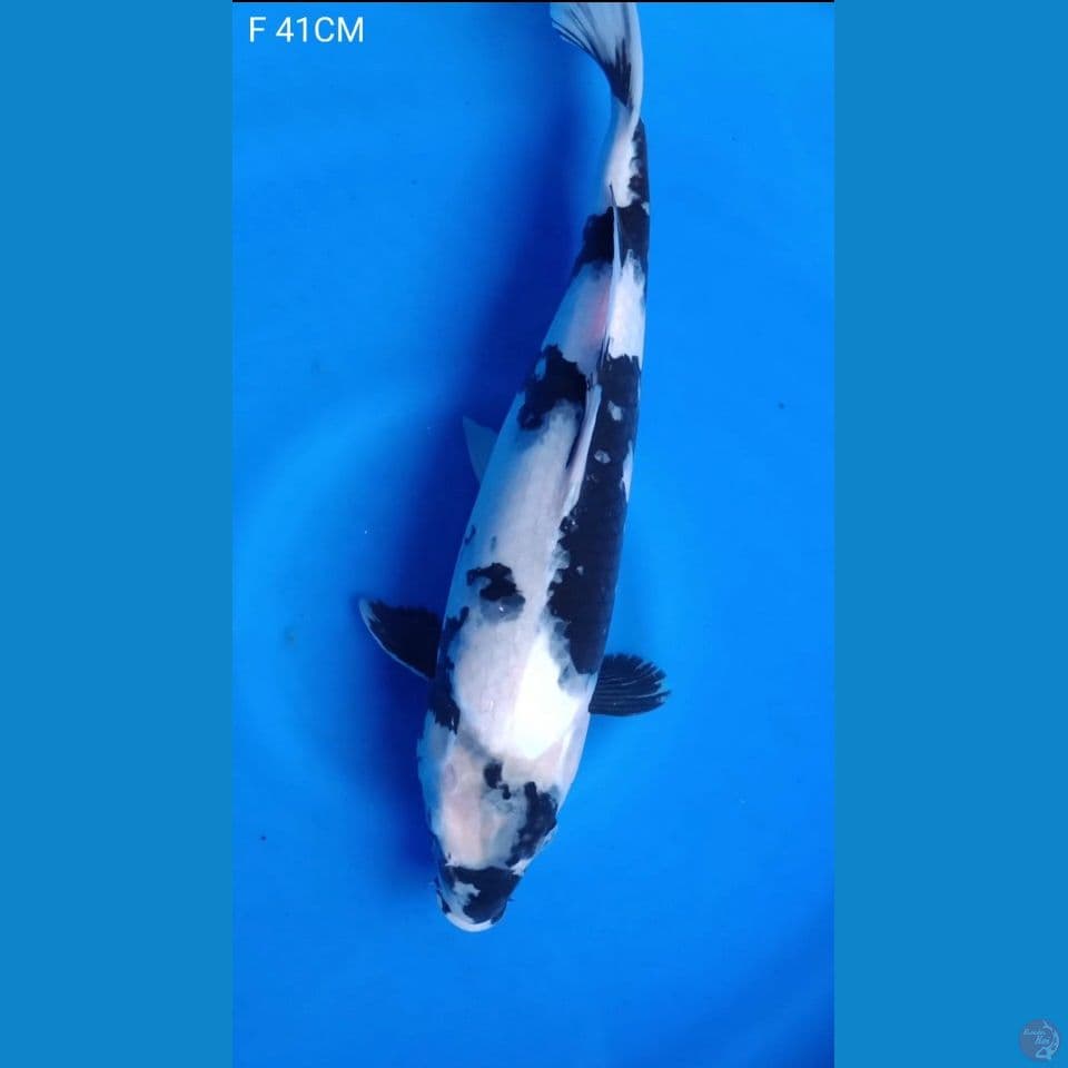SHIRO SQ‼️ F 41CM