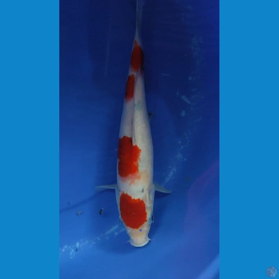 Maruten Sanke tategoi prospek 32.5 cm Jantan