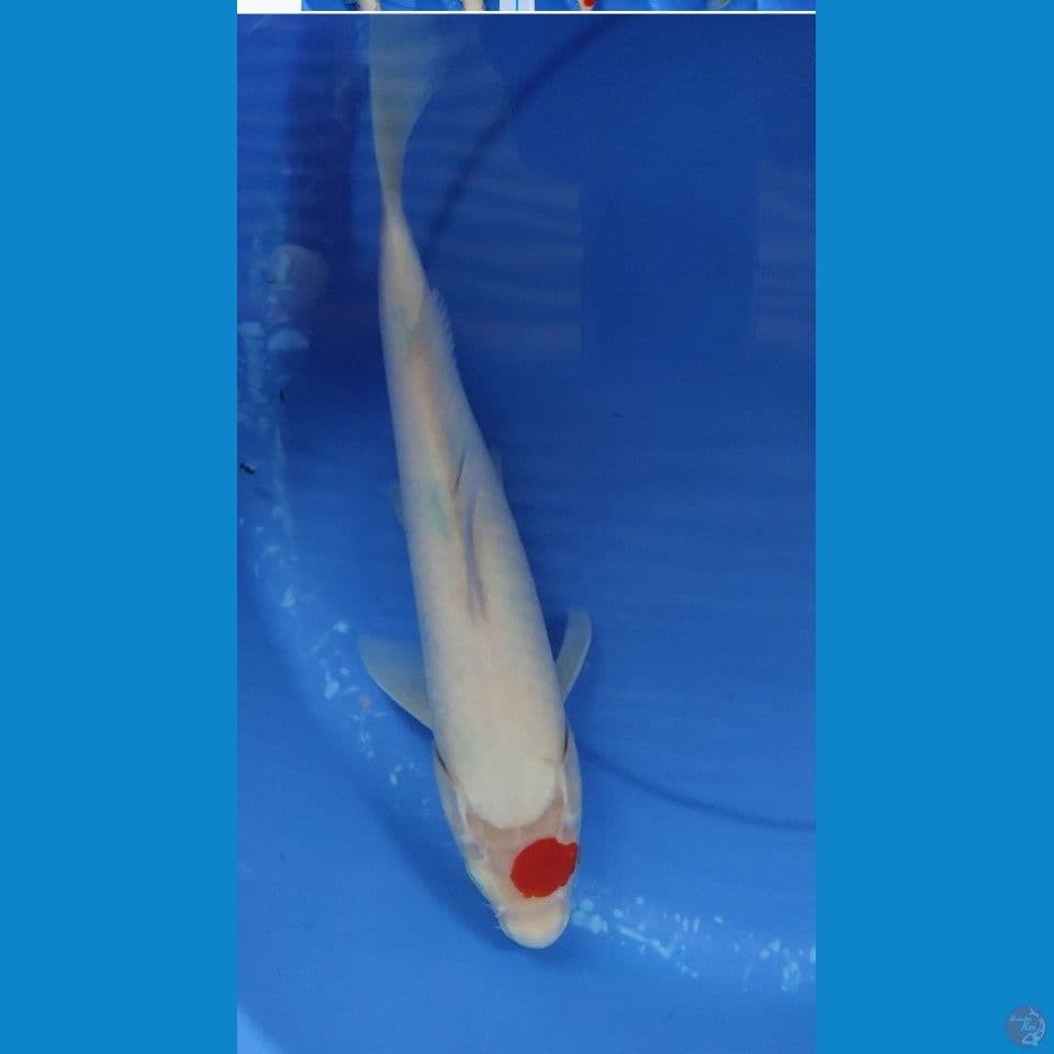 Original Tanchi Sanke tategoi prospek 34.5 cm Jantan