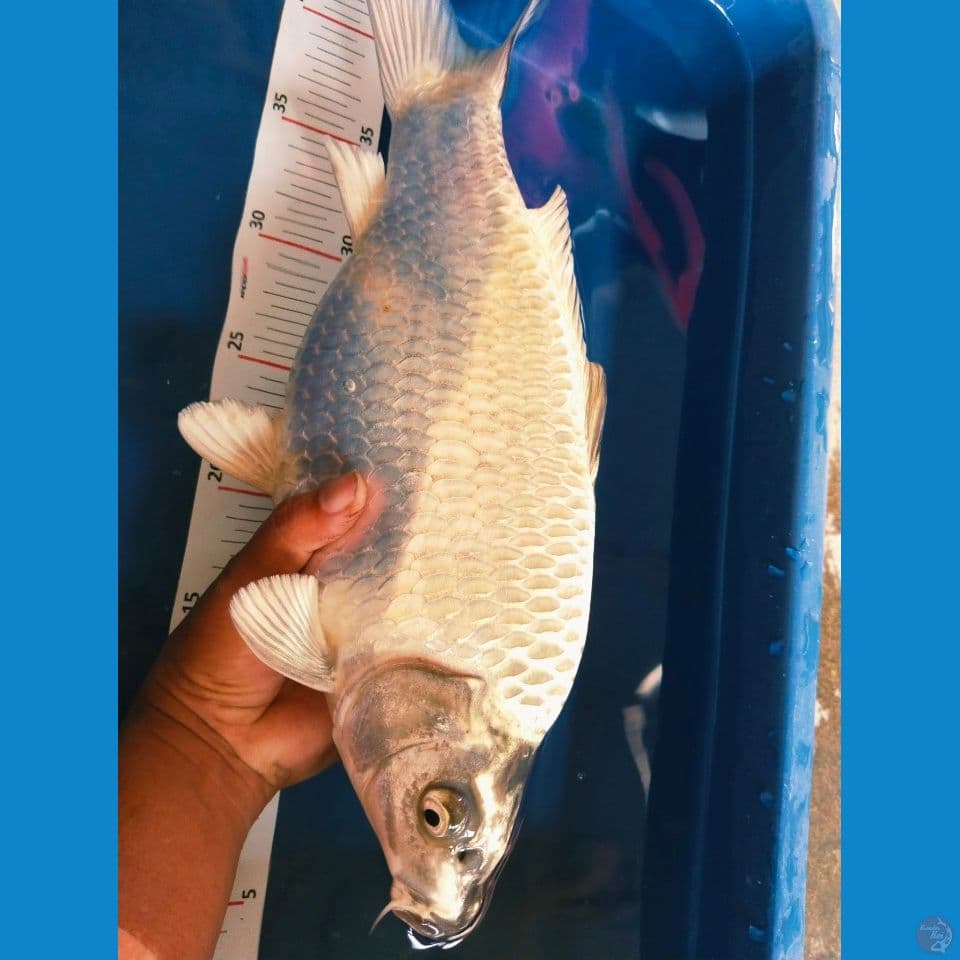 mukasi 35cm ~fm
