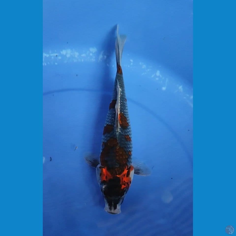 Benigingga 25.5 cm Female