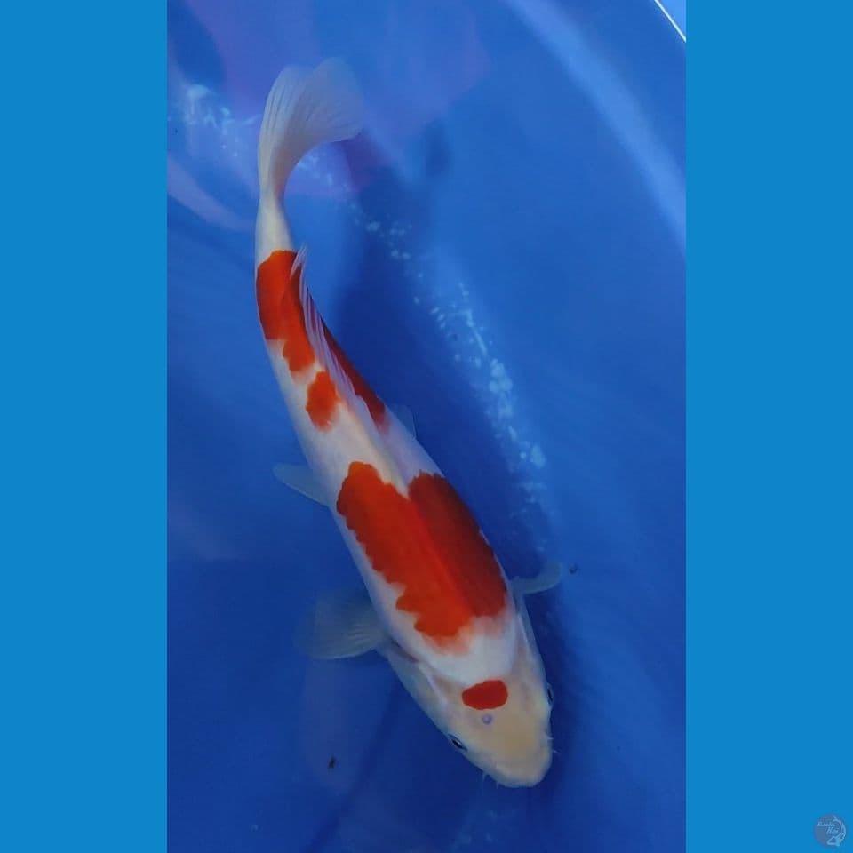 Original kohaku 33 cm Female