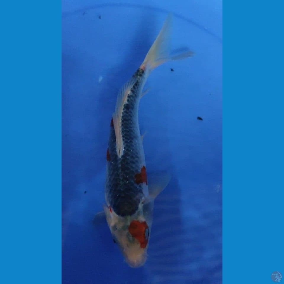 Kuro Ghosiki 27.5 cm Female