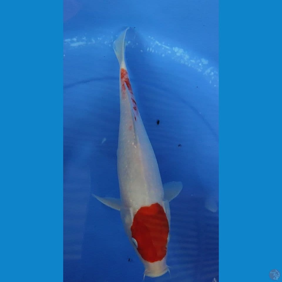 Original Maruten kohaku 33 cm Female