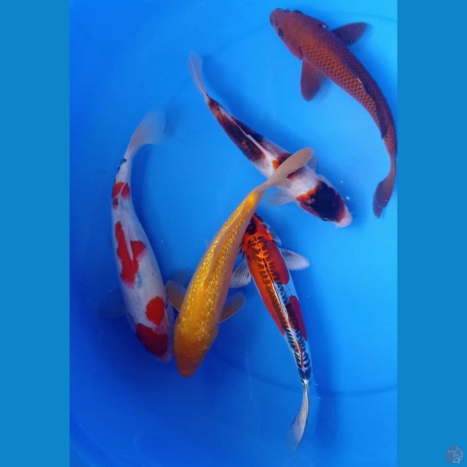 MIX 27,30CM