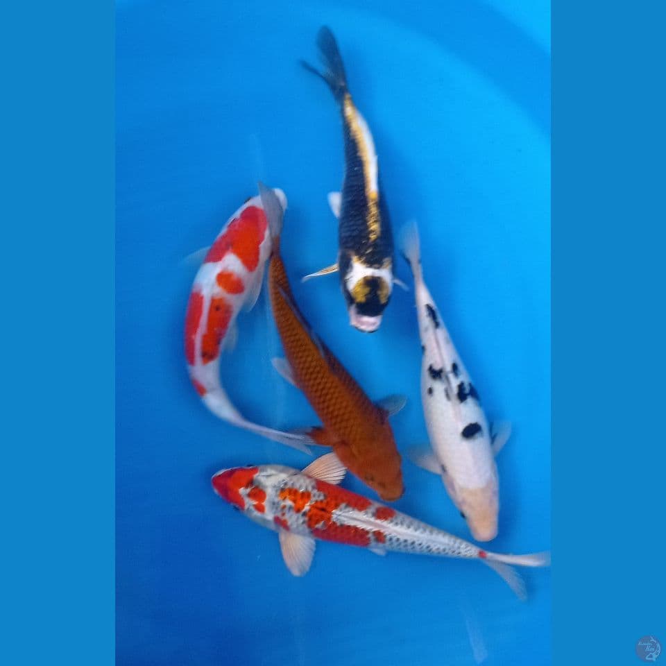 MIX D 25,27,30CM