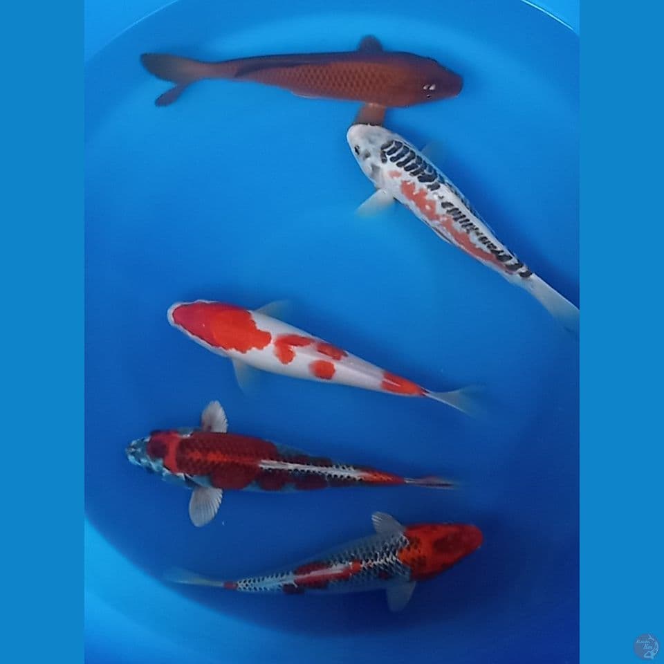 MIX G 25,27CM