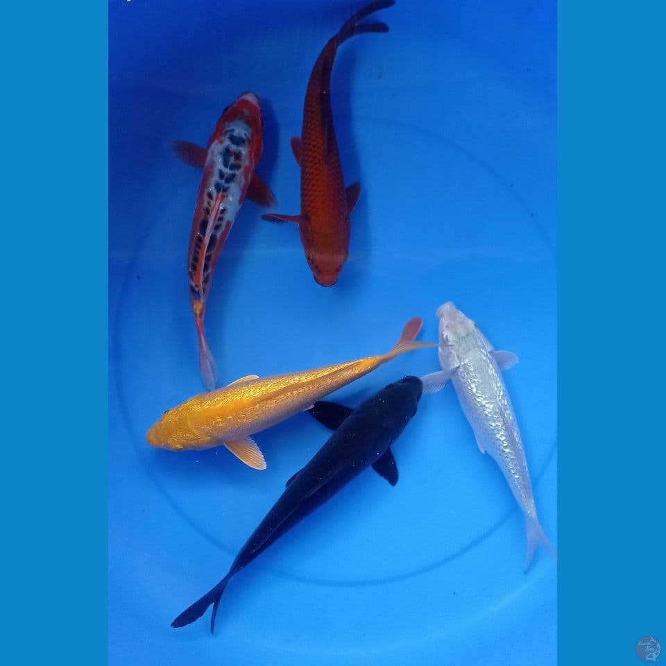 MIX H 25,27CM