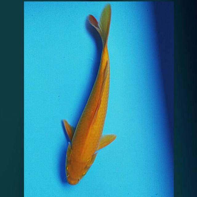 Red eye male 33cm