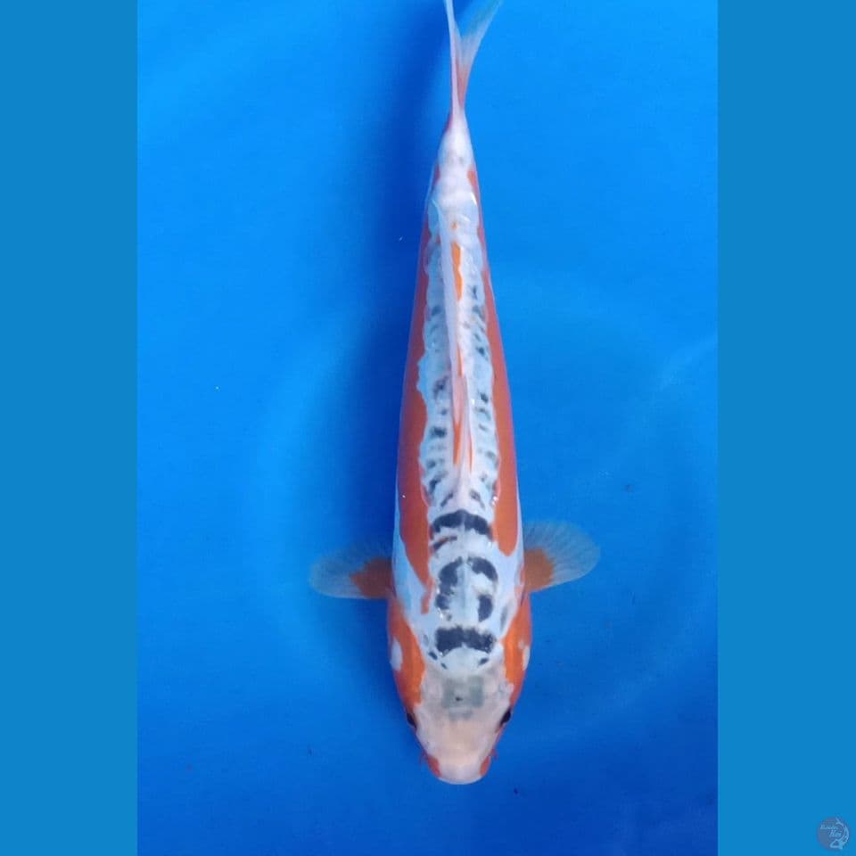 F 32CM HANA SHUSUI