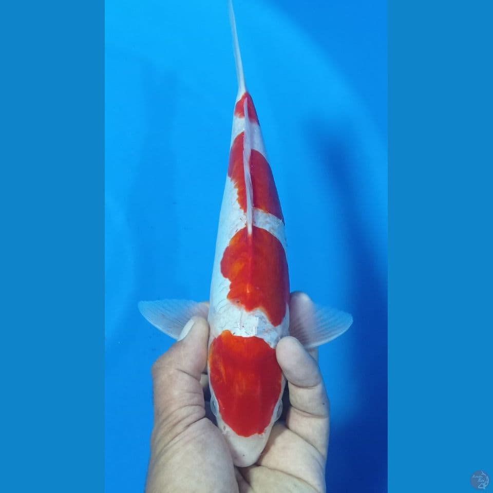 doitttt 30cm