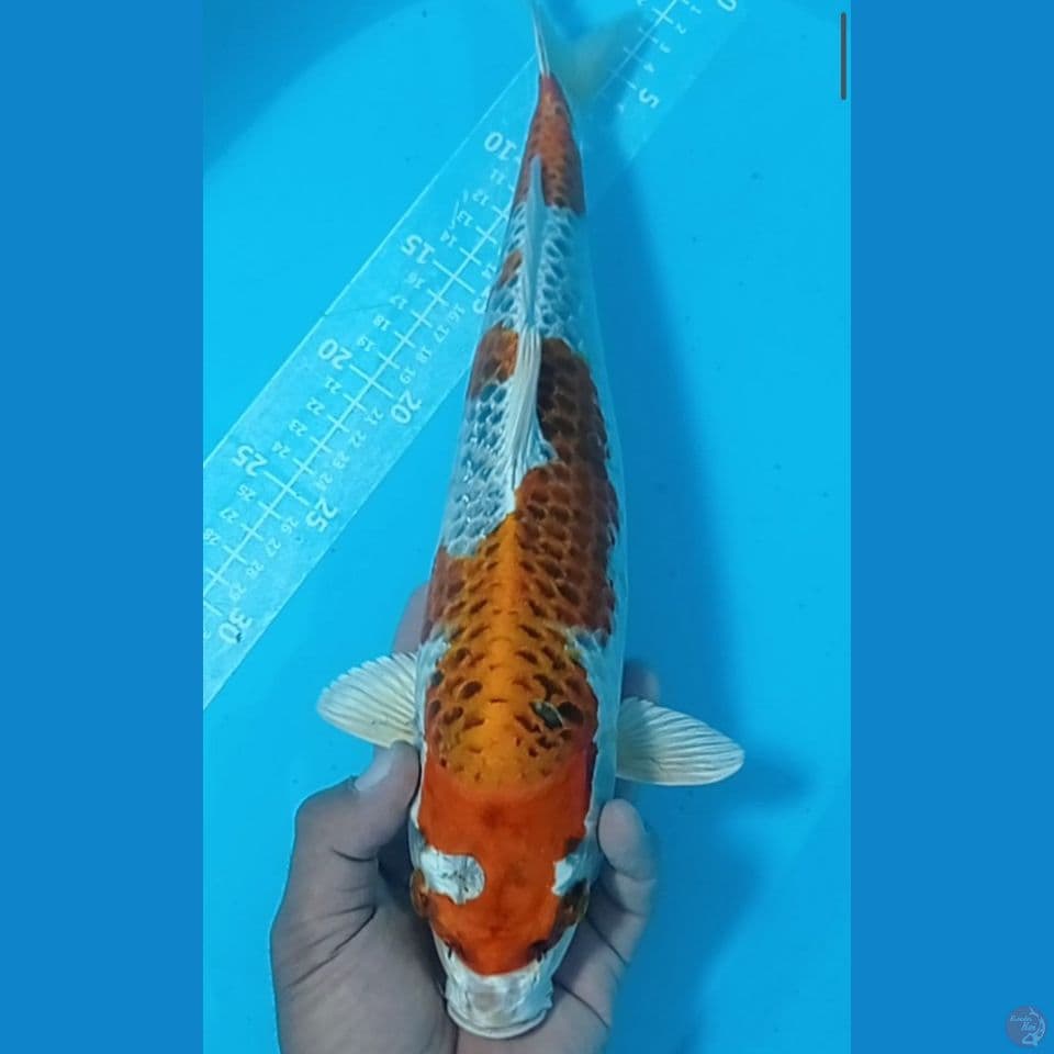 KUJAKU 40CM