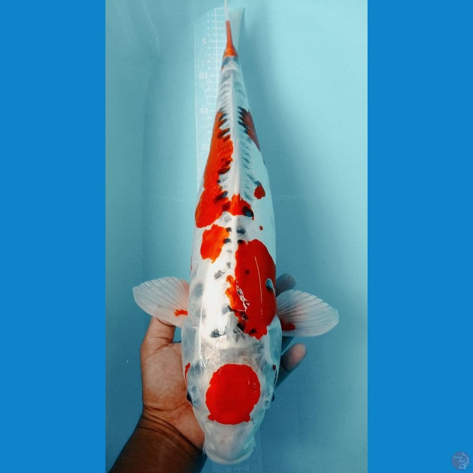 DOIT 59 CM