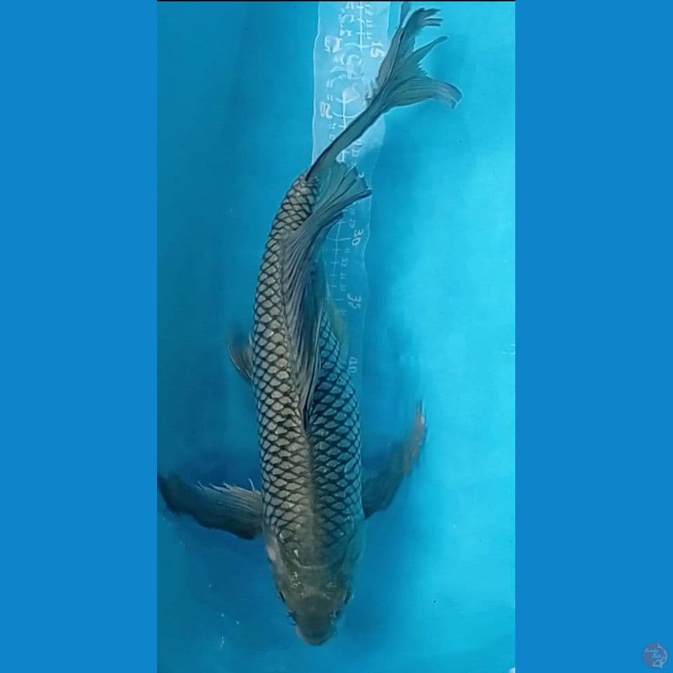 SELENDANG ABU-ABU 50CM