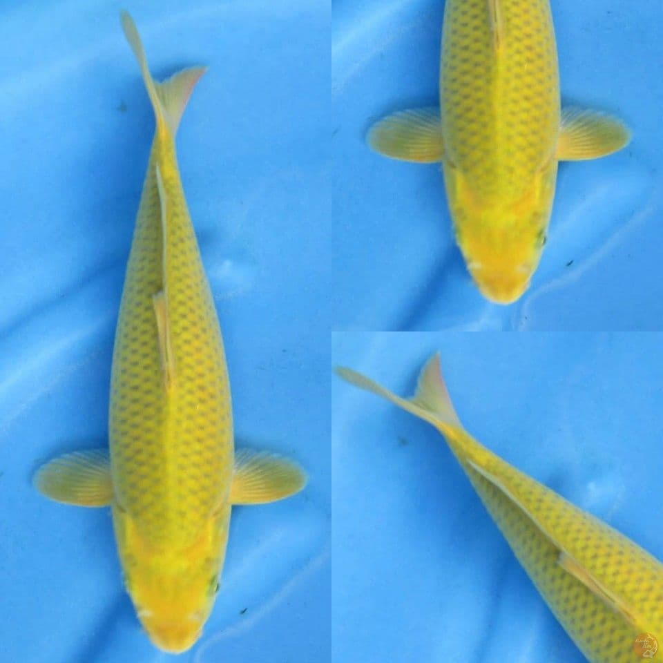 33cm, Midorigoi