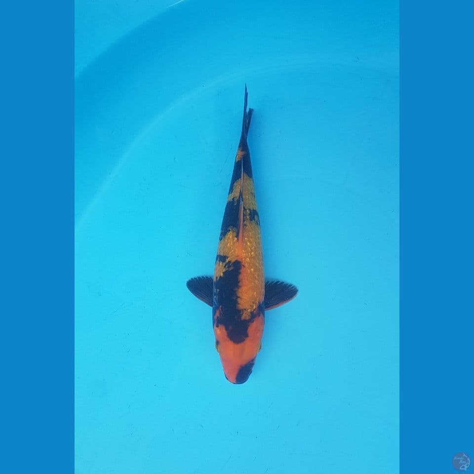 hiutsuri ginrin 23cm