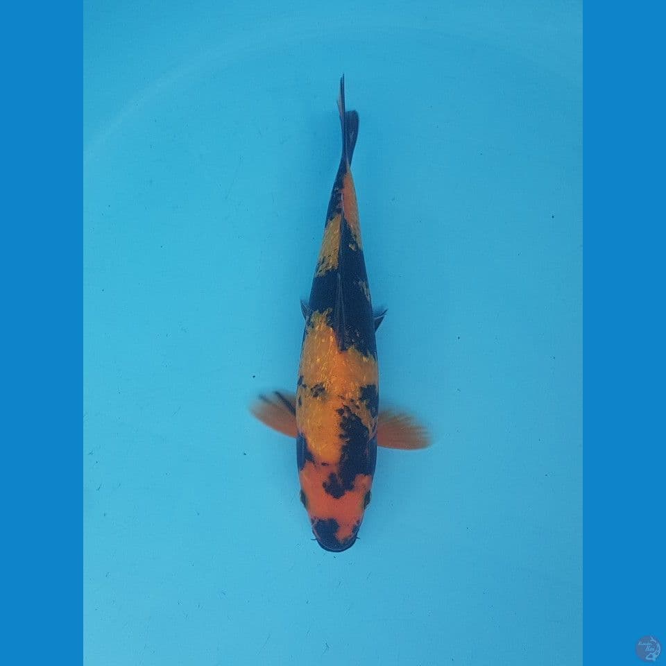 utsuri ginrin 22cm