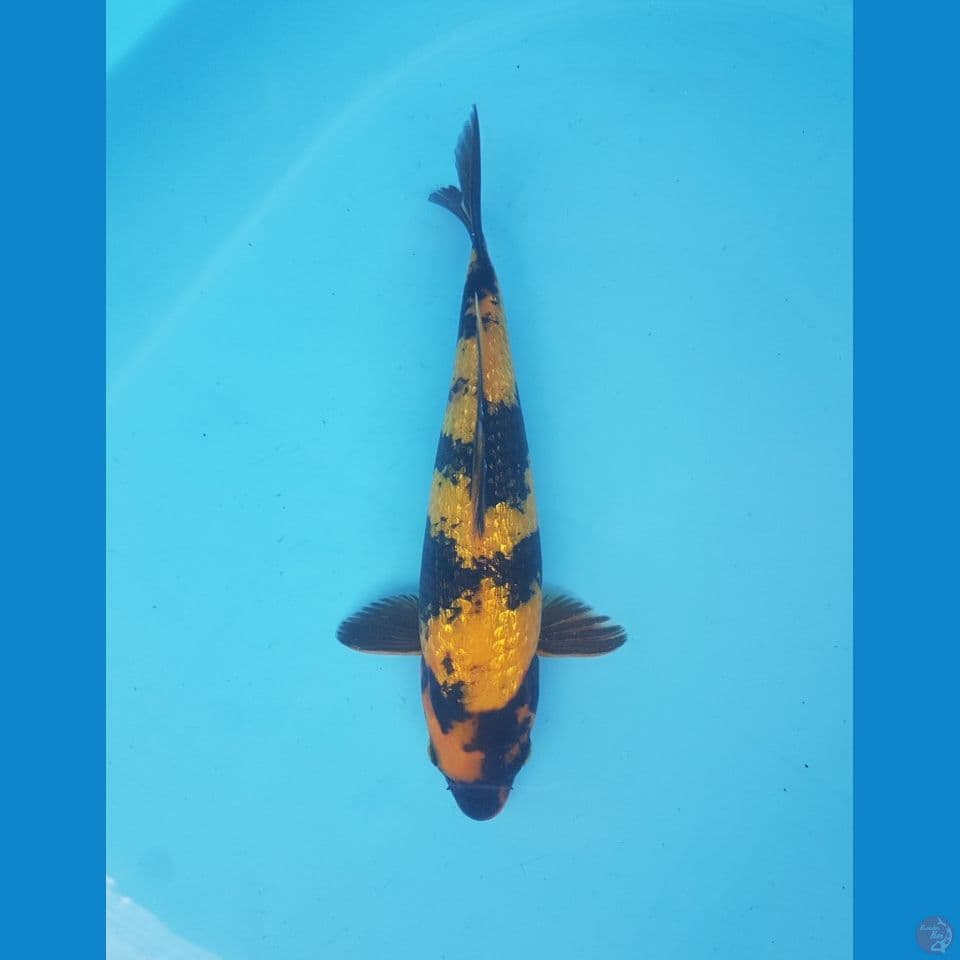 ki utsuri ginrin 24cm