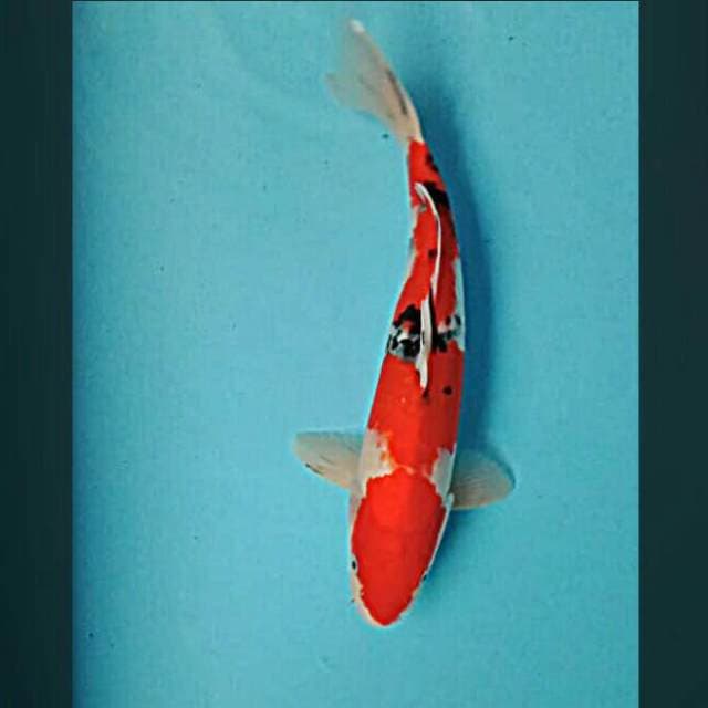 Sanke strong 33cm male