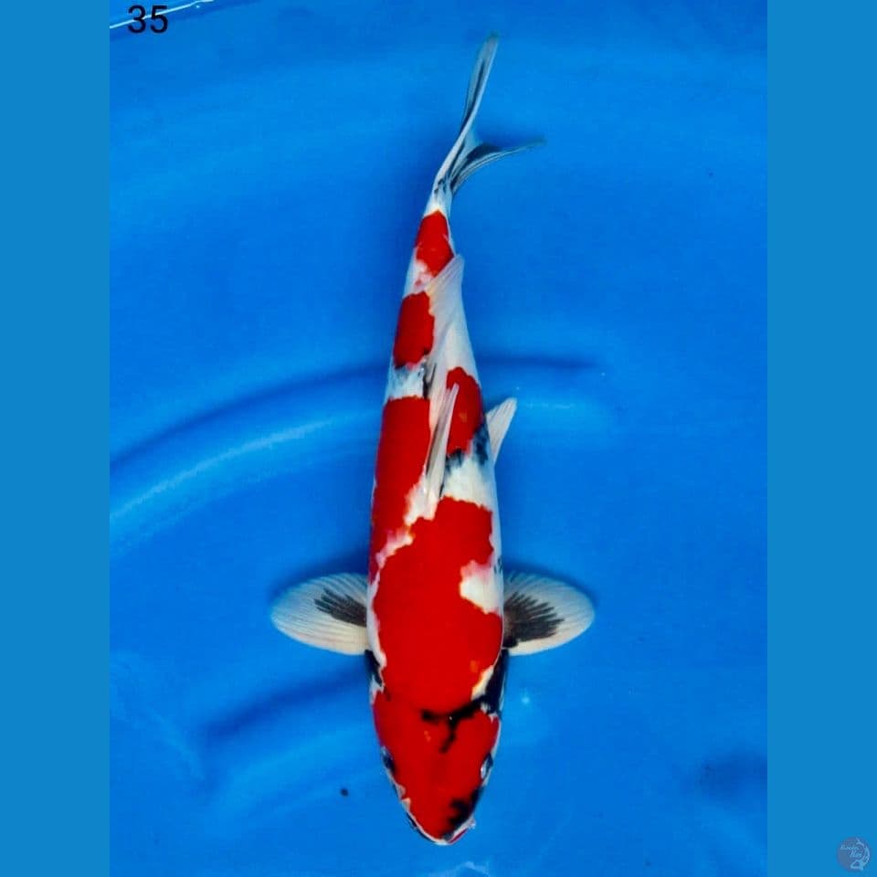 Showa tategoi 35cm male