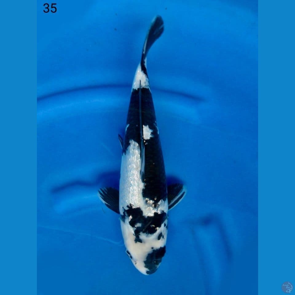Siro gingrin 35cm