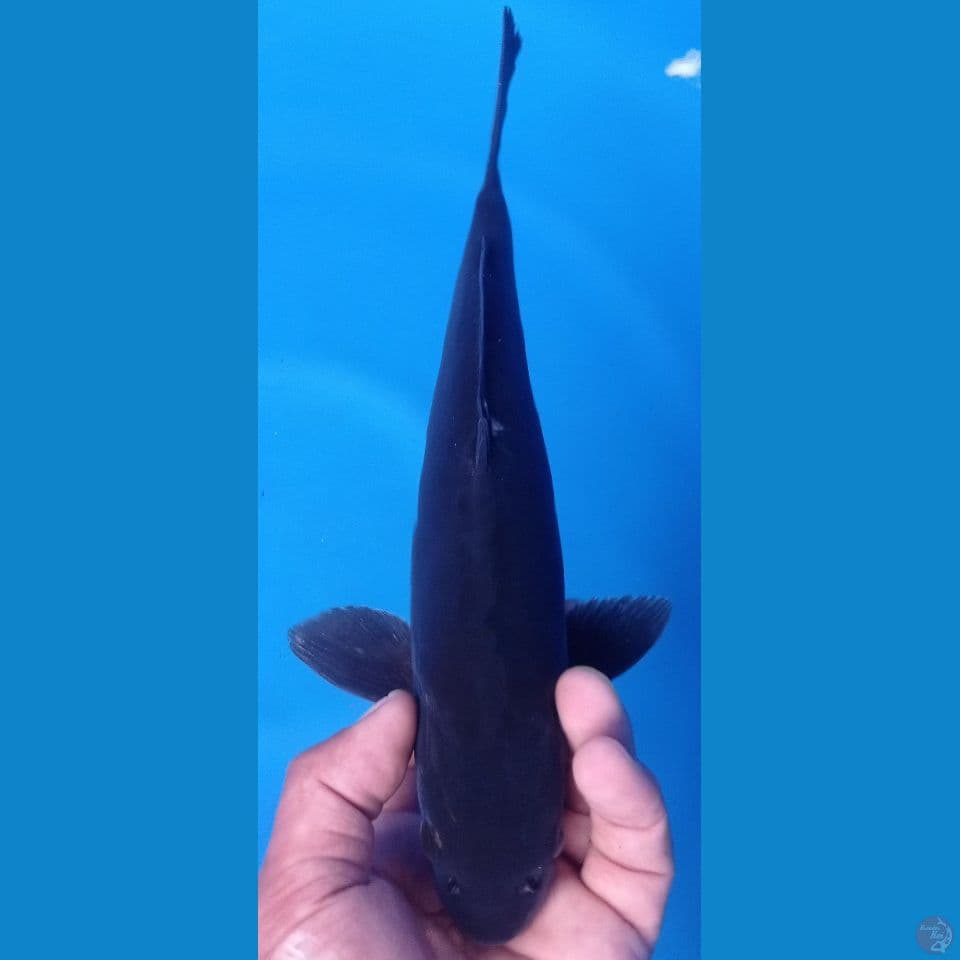 karasu doitsu 32 cm