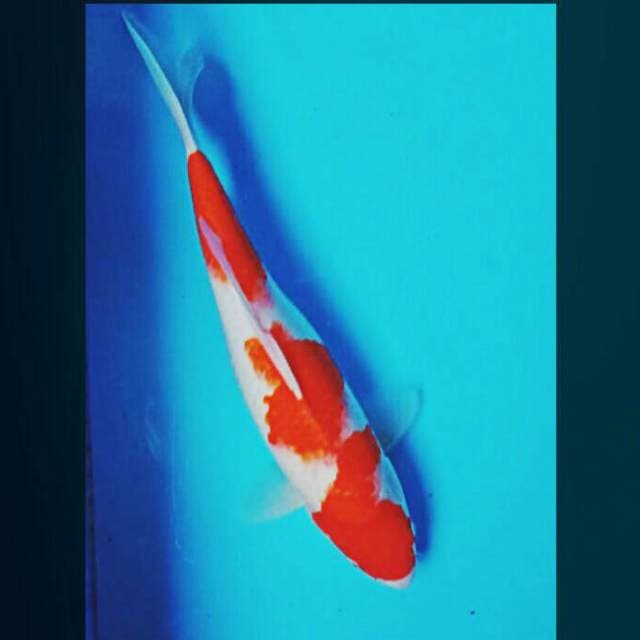 Pretty kohaku 34cm