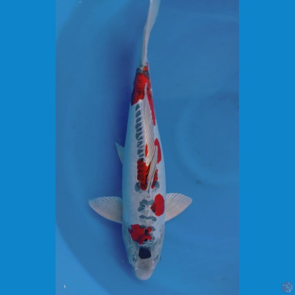 KIKO BIG 50CM