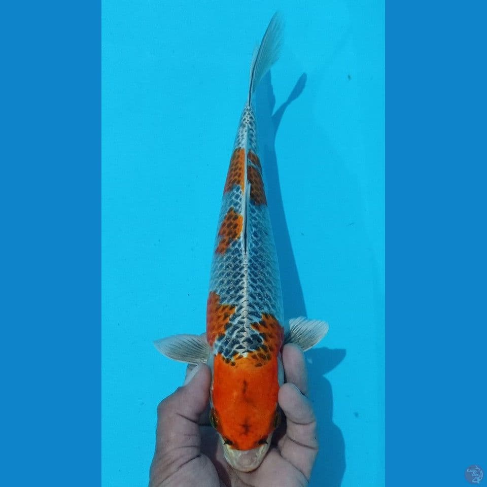 orenge kujaku 30cm