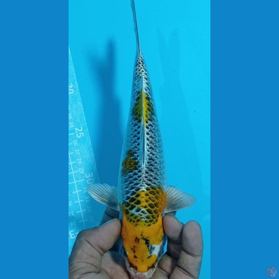 IJO 28CM